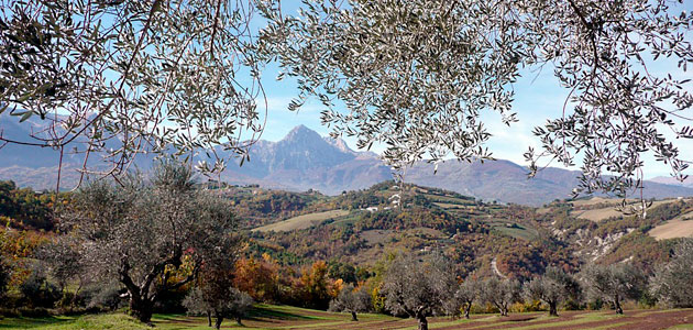 Nace FOOI, la Organización Interprofesional del Aceite de Oliva de Italia