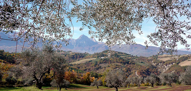 Olea Mundi: colaboración en Italia para un desarrollo integrado y sostenible de las colecciones de variedades de olivos