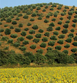 Italia cuenta con 43 denominaciones de calidad de aceite de oliva virgen extra