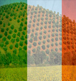 Italia prevé que la producción de aceite de oliva aumente cerca de un 60%