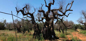 Italia Olivicola calcula que se ha perdido el 10% de la producción oleícola italiana por la Xylella fastidiosa