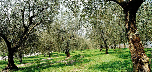 Regeneración del paisaje, contención estricta y aceleración de inversiones, prioridades del Gobierno italiano ante la Xylella