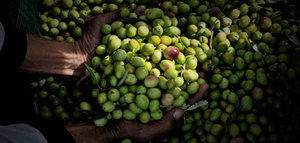 Italia espera que su producción de aceite de oliva aumente un 89% en la campaña 2019/20