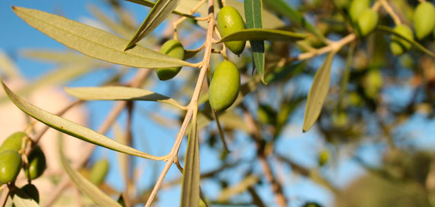 El Ismea prevé que la producción italiana de aceite de oliva aumente un 83,8% esta campaña 