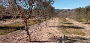 El IVIA apuesta por el riego deficitario controlado en olivar para optimizar el uso del agua sin reducir la producción de aceituna y aceite
