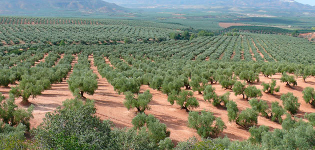 Primer acuerdo intercooperativo en Jaén para molturar la aceituna en común