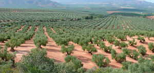 Primer acuerdo intercooperativo en Jaén para molturar la aceituna en común