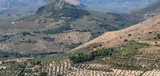 La aplicación de la PAC al olivar jiennense