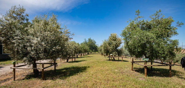 El Jardín de Variedades del Olivar: un nuevo espacio en la Vía Verde del Aceite