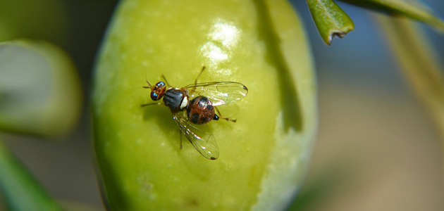 Aplicación fitosanitaria con drones contra la mosca del olivo