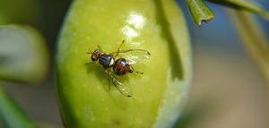 La Producción Integrada, base del control sostenible de la mosca del olivo