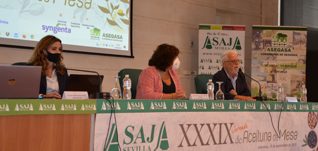Asaja-Sevilla prevé que la cosecha nacional de aceituna de mesa no supere las 489.000 toneladas