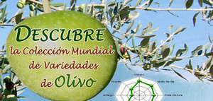 El Ifapa organiza una jornada de cata de aceites de la colección mundial de variedades del olivo