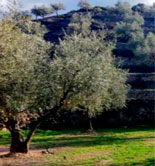 Lleida celebra una jornada sobre elaboración de AOVE y gestión por lotes en la almazara