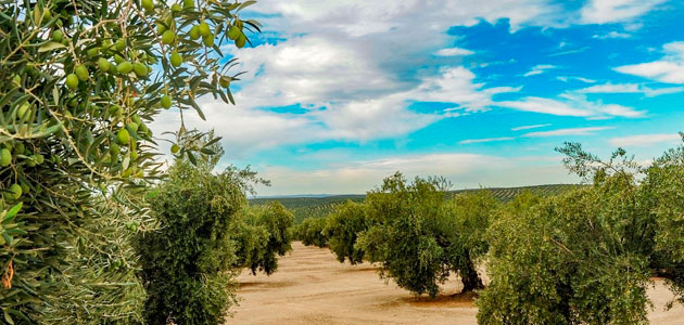 El oleoturismo, protagonista de unas jornadas de la UJA