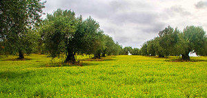 Madrid acogerá en junio la VI Jornada del Grupo de Olivicultura SECH