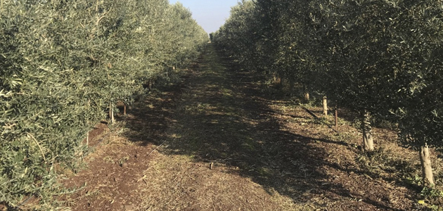¿Se puede incrementar la rentabilidad del olivar mediante prescripción agroquímica?