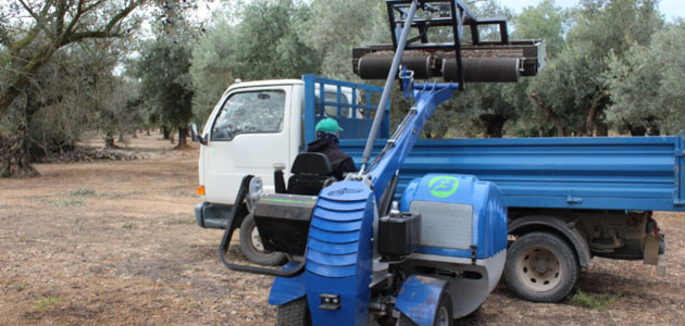 La Unió Llauradora prevé una cosecha de aceitunas más baja de lo esperado en la Comunidad Valenciana
