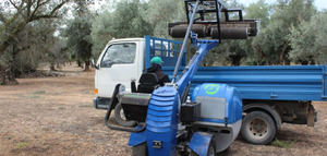 La Unió Llauradora prevé una cosecha de aceitunas más baja de lo esperado en la Comunidad Valenciana