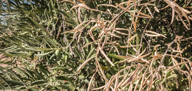 Identificada una solución natural contra la Xylella fastidiosa