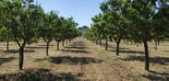 Desarrollan un proyecto sobre estrategias microbiológicas novedosas para combatir la Xylella fastidiosa