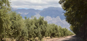 Evalúan 85 variedades de olivo para potenciar el sector oleícola en Argentina