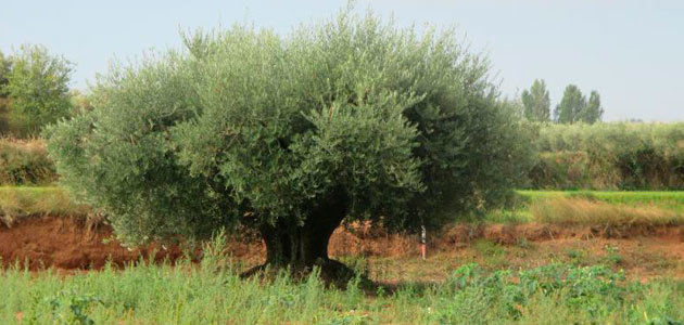 La Rioja inicia una quinta campaña para ampliar el banco de variedades autóctonas de olivo