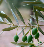 La Rioja identifica variedades minoritarias autóctonas de olivo