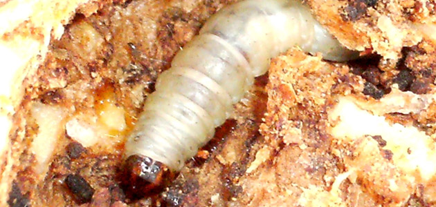 Incidencia de la Euzophera pinguis en el cultivo del olivo