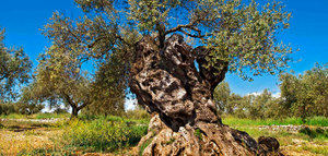 Piden a la Generalitat Valenciana que actualice el catálogo de árboles monumentales y singulares