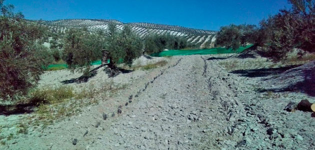 El equipo cordobés del proyecto europeo Diverfarming siembra lavandín entre las calles del olivar