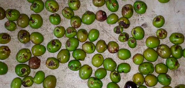 Lepra del olivo: seguimiento y control de la enfermedad