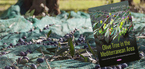 El olivo en el área mediterránea: un espejo de tradición e innovación biotecnológica