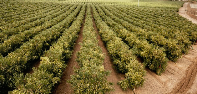 LIFE Resilience logra un modelo de prácticas contra la Xylella fastidiosa que podrá implementarse en cualquier país de la cuenca mediterránea