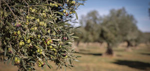 Madrid prepara un Decreto con medidas sobre la trazabilidad de las aceitunas