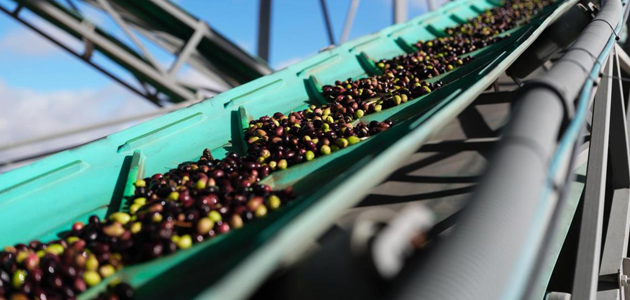 La Comunidad de Madrid avanza en un decreto para garantizar la trazabilidad de las aceitunas