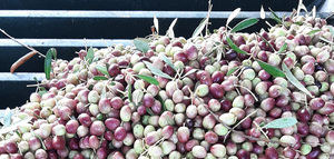 Comienza la campaña oleícola 2025/26 en la Almazara La Olivera de Magallón