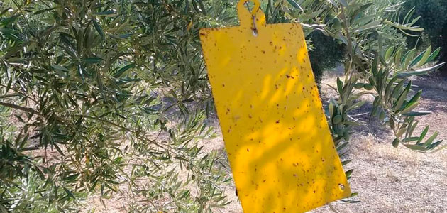 Incidencia desigual de la plaga de la mosca del olivo en Sierra Mágina