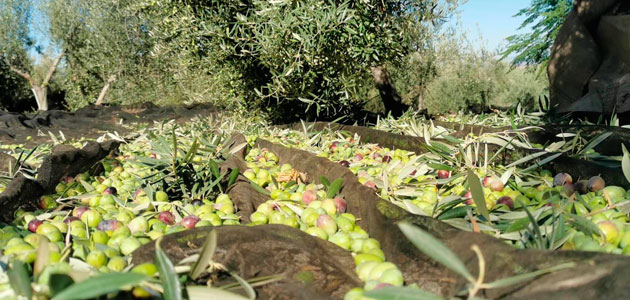 El AOVE con el sello de la DOP Sierra Mágina está protegido en 20 países del mundo