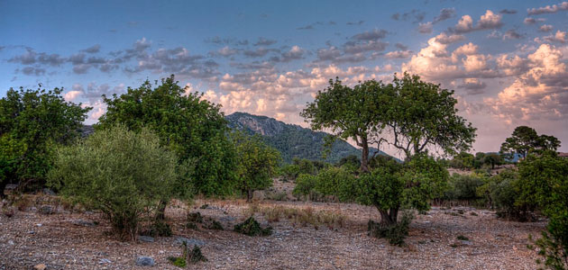 Baleares destina 178.000 euros a tratamientos para combatir la mosca del olivo y otras enfermedades como la Xylella fastidiosa