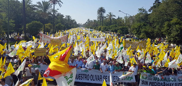 Asaja, COAG y UPA convocan el 10 de octubre en Madrid una gran manifestación en defensa del olivar tradicional