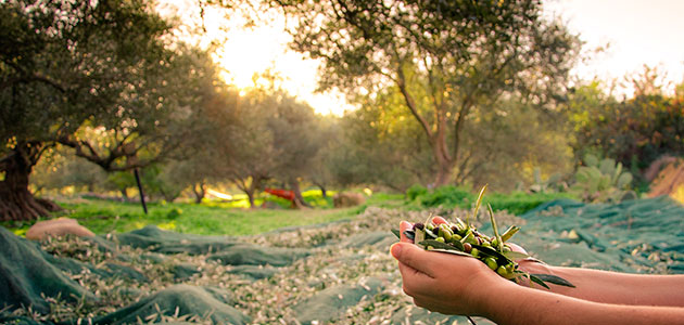 Previsiones de la CE para 2030: crecerá la producción, el consumo y las exportaciones de aceite de oliva