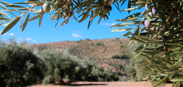 El MAPA revisa ligeramente a la baja hasta 768.894 t. la producción de aceite de oliva en esta campaña