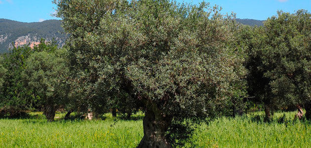 El MAPA reduce levemente en 751 t. su previsión sobre la producción de aceite de oliva esta campaña