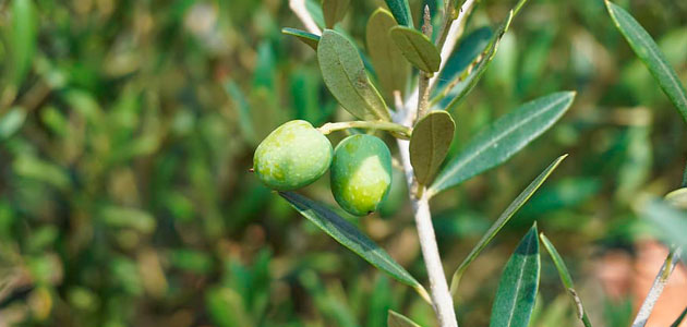 El MAPA prevé una producción de 1,62 millones de toneladas de aceite de oliva esta campaña, un 45% más