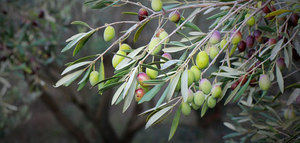 La producción europea de aceite de oliva se sitúa en 1.704.302 t. hasta enero