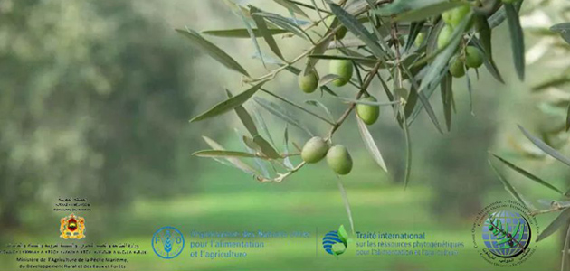 Marruecos firma un acuerdo para salvaguardar los recursos genéticos del olivo