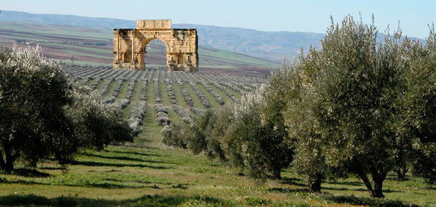 Marruecos alcanzará su pico de producción en diez años con 250.000-300.000 t. de aceite de oliva