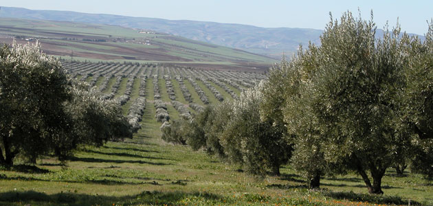 La superficie oleícola marroquí ha crecido un 63% en los últimos 15 años