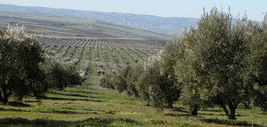 La superficie oleícola marroquí ha crecido un 63% en los últimos 15 años